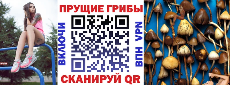 Галлюциногенные грибы Psilocybe  ОМГ ОМГ зеркало  Камышлов 